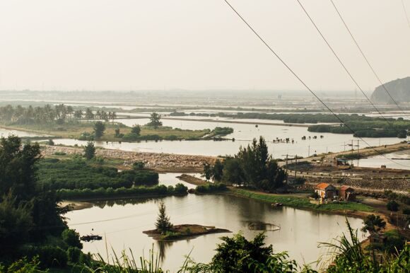 Flooded rice fields