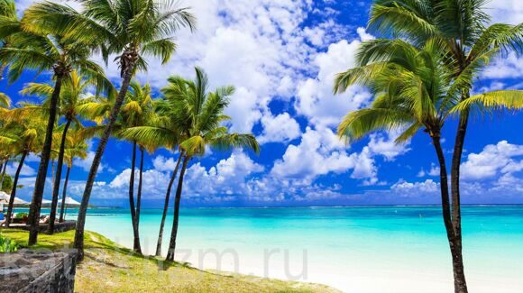 Tropical scenery. Beautiful palm beach with turquoise waters, Mauritius island.